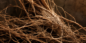 vetiver and fir balsam